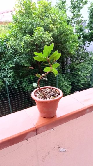 Prebonsai Leccio Quercia