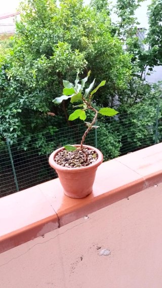 Prebonsai Leccio Quercia