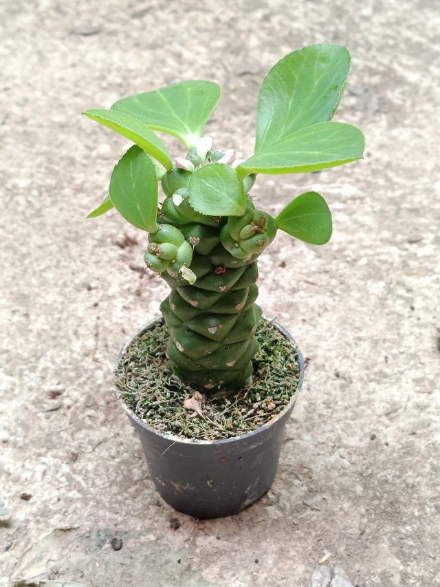Euphorbia ritchiei planta suculenta 6 cm