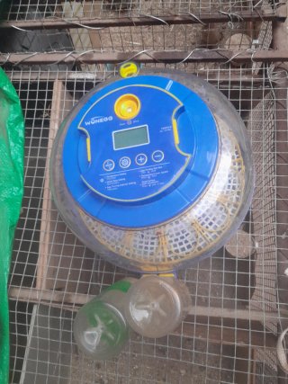 Incuvadora de huevos automática