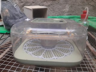 Incubadora de huevos automática