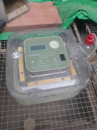 Incubadora de huevos automática