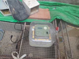 Incubadora de huevos automática