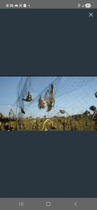Redes de niebla para pájaros