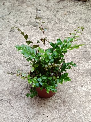Helecho Pellea planta interior terrario