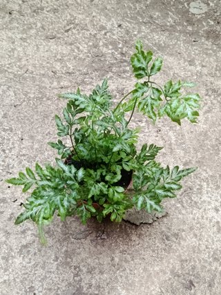 Helecho ALBO planta interior terrario Ø8