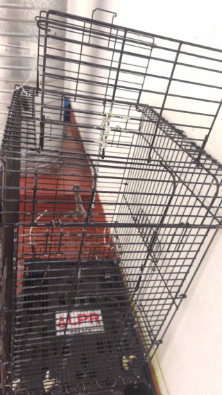 Jaula para pájaros negra
