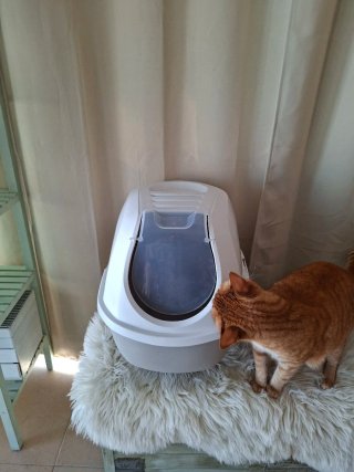 Box per lettiera per gatti chiuso