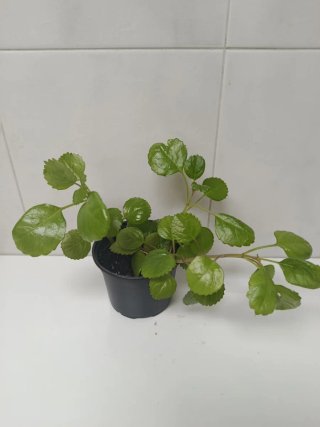 Planta del dinero