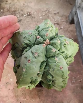 Cactus Astrophytum Yoroi su terscheckii