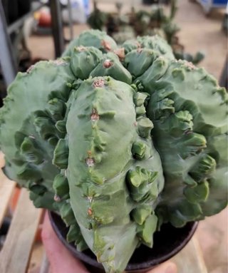 Cactus Astrophytum Yoroi su terscheckii