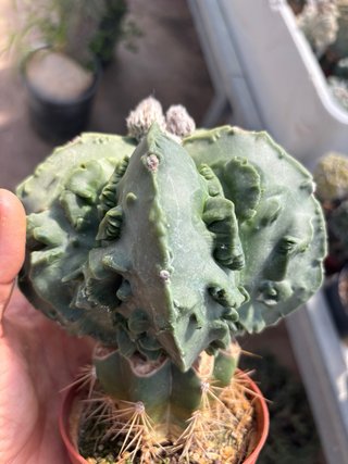Cactus Astrophytum Yoroi su terscheckii
