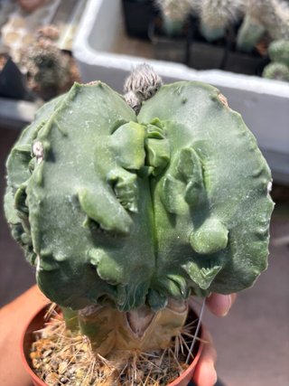 Cactus Astrophytum Yoroi su terscheckii