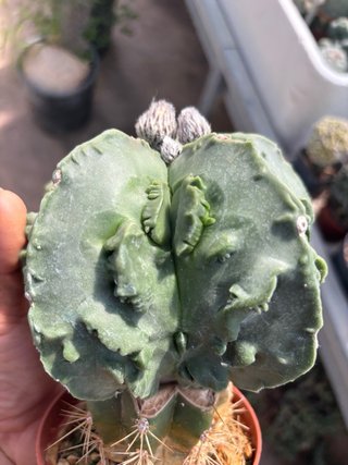 Cactus Astrophytum Yoroi su terscheckii