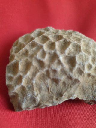 Fósil Caparazón Tortuga