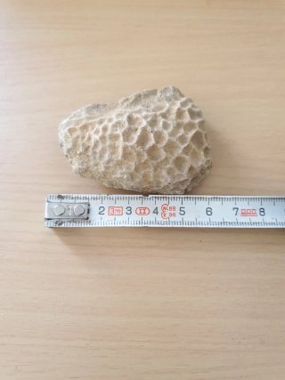 Fósil Caparazón Tortuga