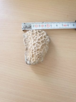 Fósil Caparazón Tortuga