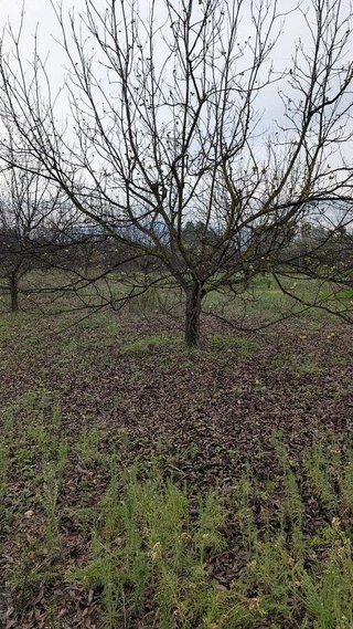 Terreno en venta en Alhaurín el Grande