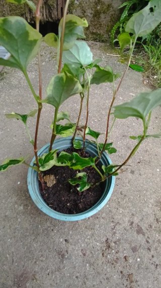 Planta estanque o maceta