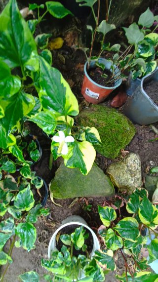 Planta estanque o maceta