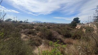 Terreno en venta en Crevillent