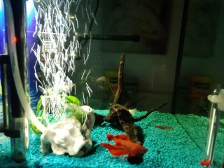Acuario Nano 20L
