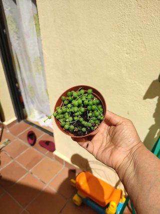 Suculentas Senecio rowleyanus