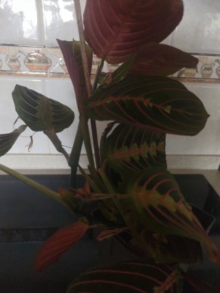 Planta Maranta