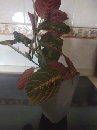 Planta Maranta