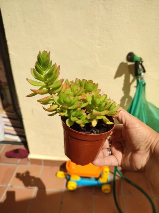 Suculentas en maceta
