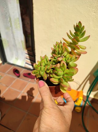Suculentas en maceta