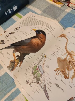 Enciclopedia visual de los seres vivos