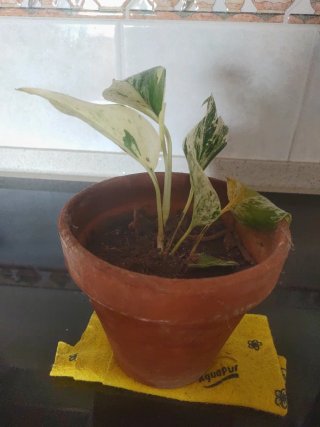 Planta Potos Plateado