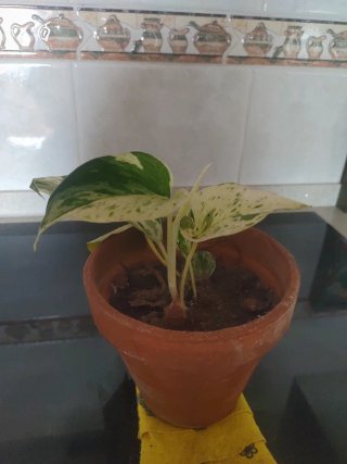 Planta Potos Plateado
