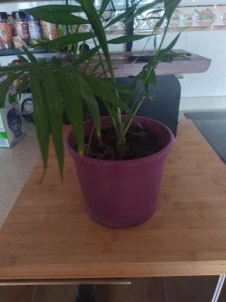 Planta Areca