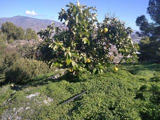 Terreno en venta en Gualchos pueblo en Gualchos