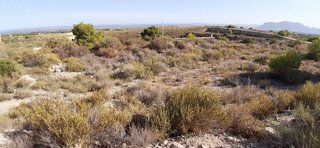 Terreno en venta en Crevillent