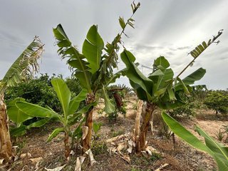 Terreno en venta en Albatera