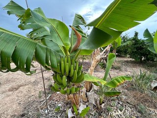 Terreno en venta en Albatera