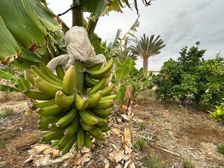 Terreno en venta en Albatera