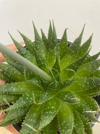 Aloe vera en maceta