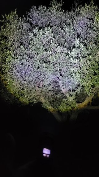 Linterna Táctica pantalla LED Alta Potencia