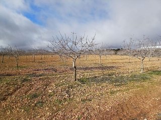Terreno en venta en Argamasilla de Alba