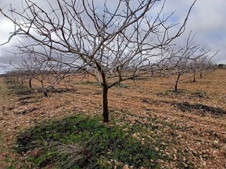 Terreno en venta en Argamasilla de Alba