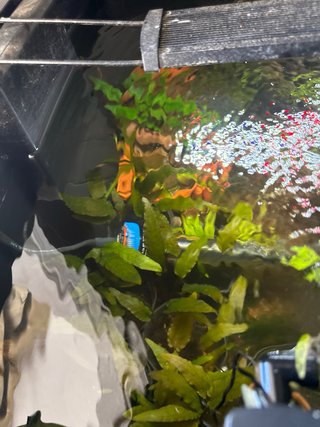 Acuario con plantas, roca y tronco