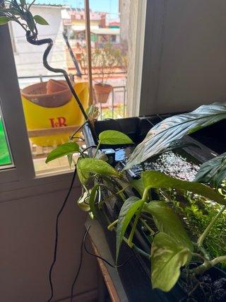 Acuario con plantas, roca y tronco