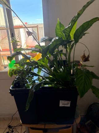 Acuario con plantas, roca y tronco