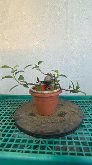 Bonsái Ficus