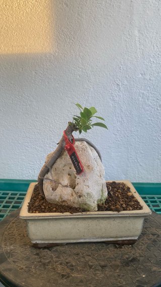 Ficus en roca bonsai