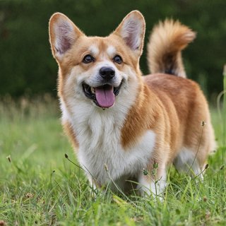 Responsable y puntual, me gustan los perros